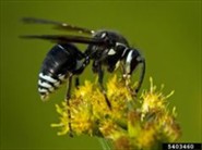 Bald-faced Hornets